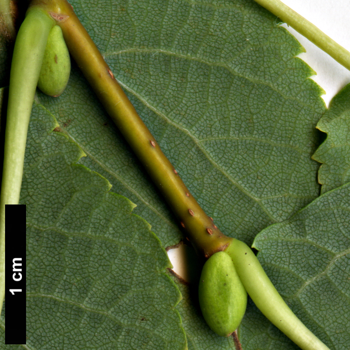 High resolution image: Family: Malvaceae - Genus: Tilia - Taxon: ×europaea - SpeciesSub: 'Lappen' (T.cordata × T.platyphyllos)